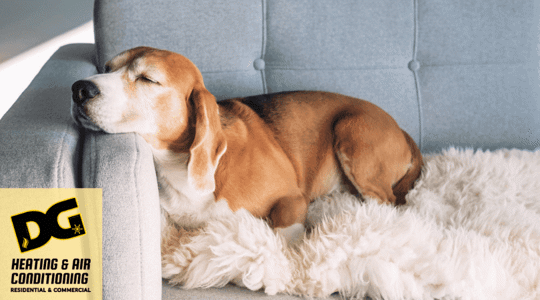 A sleepy dog inside a house.