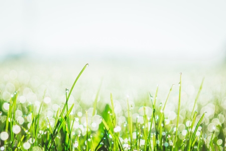 Spring flowers blowing in the wind